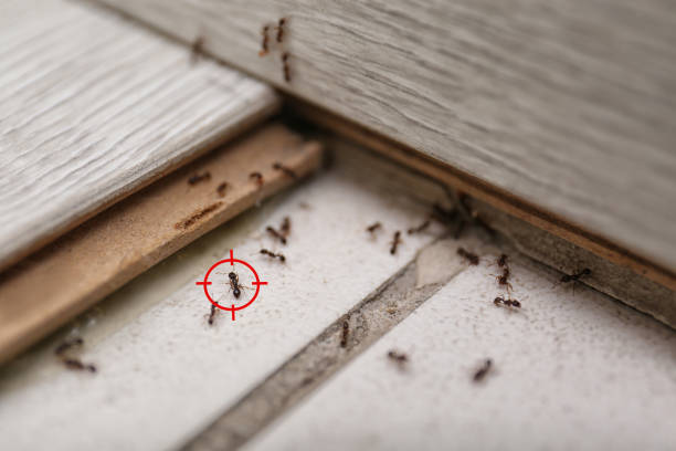 Best Insect Control  in De Leon, TX