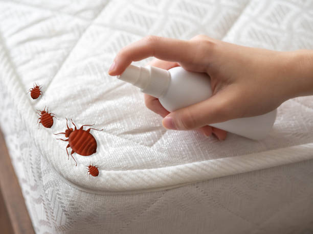 Best Pest Prevention Services  in De Leon, TX
